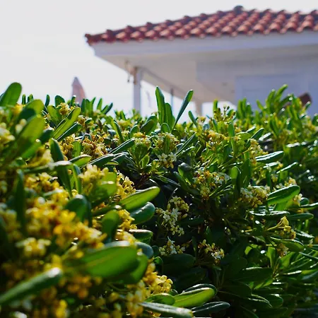 Sofia's House 